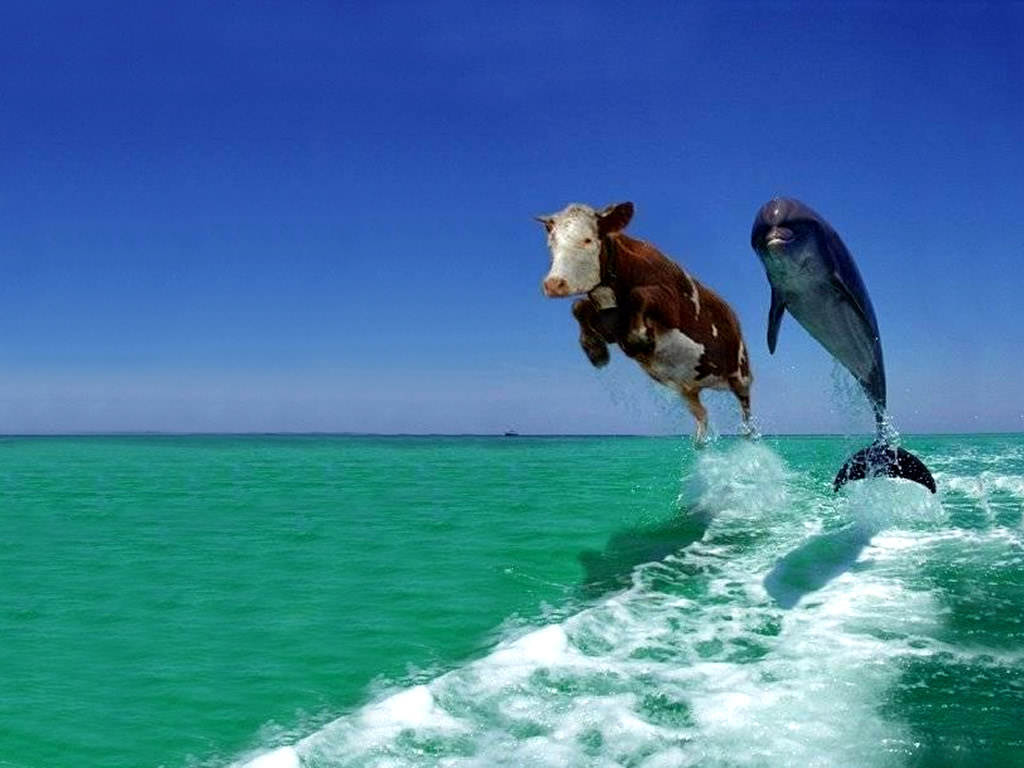 A cow racing a dolphin!